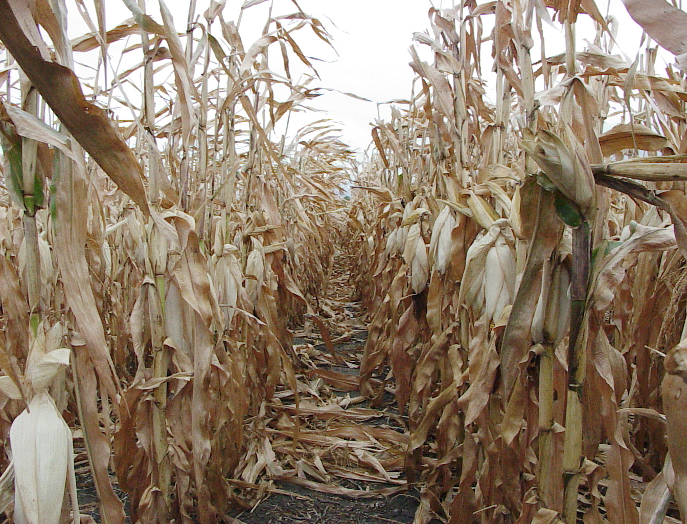 potassium deficiency Figure 5jpg